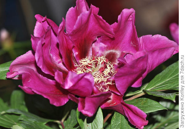 ИТО пион, сорт Purple Sensation_DSC0755 (3)_7 dach