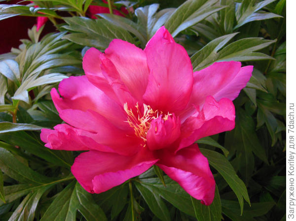 ИТО пион, сорт Julia Rose_DSCN2865_7 dach