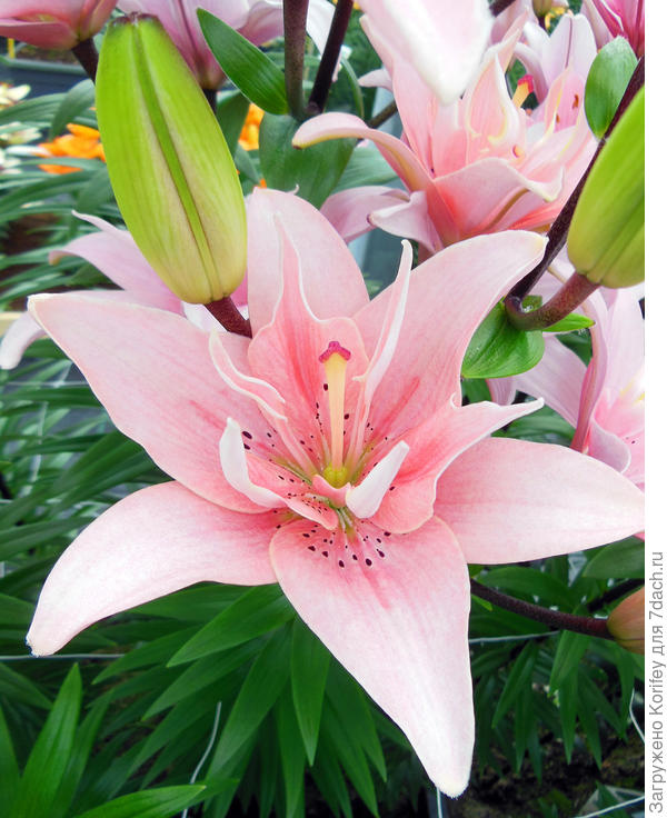 Тоже лилия Элоди (Elodie)