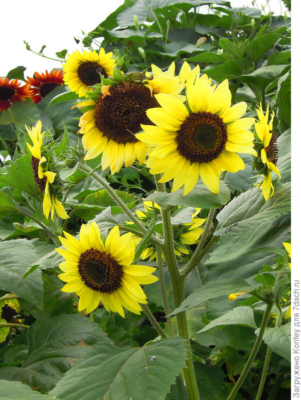 Декоративный подсолнух "Луна и Солнце"