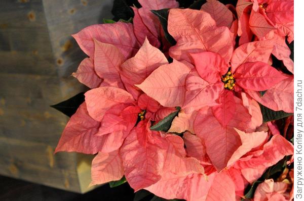 Пуансетия розовая