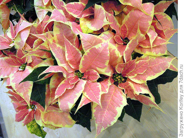 Лососевая пуансеттия со светло-желтой окантовкой