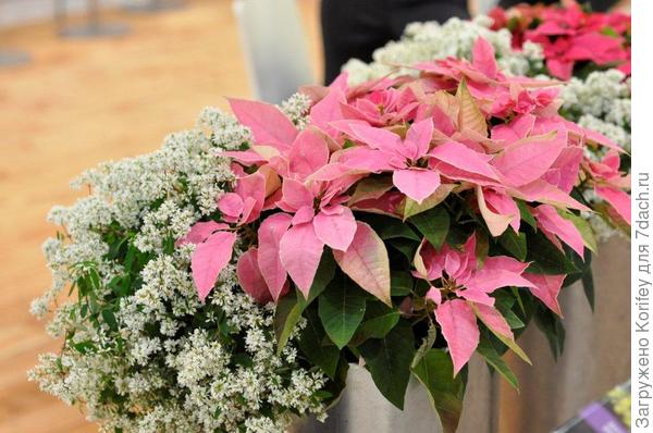 Другой оттенок розовой