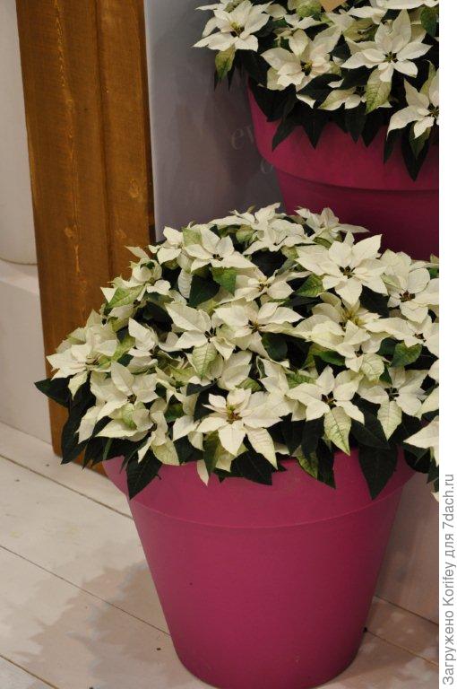 Пуансеттия молочно-белая