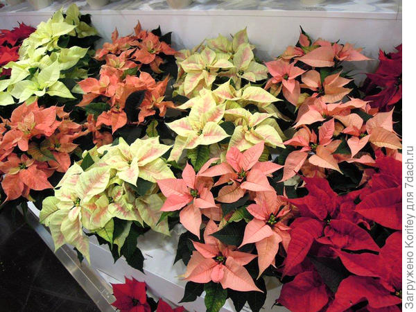 А вот как они смотрятся все вместе