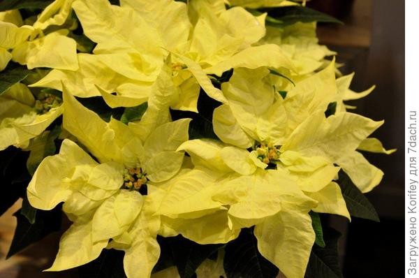 Пуансетия кремовая