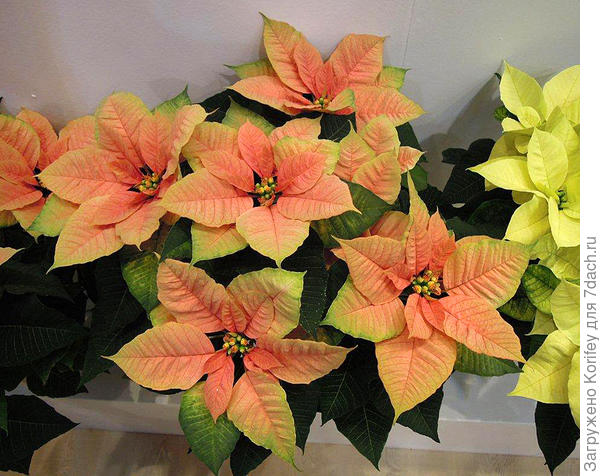 Пансеттия розовая с лаймовой окантовкой