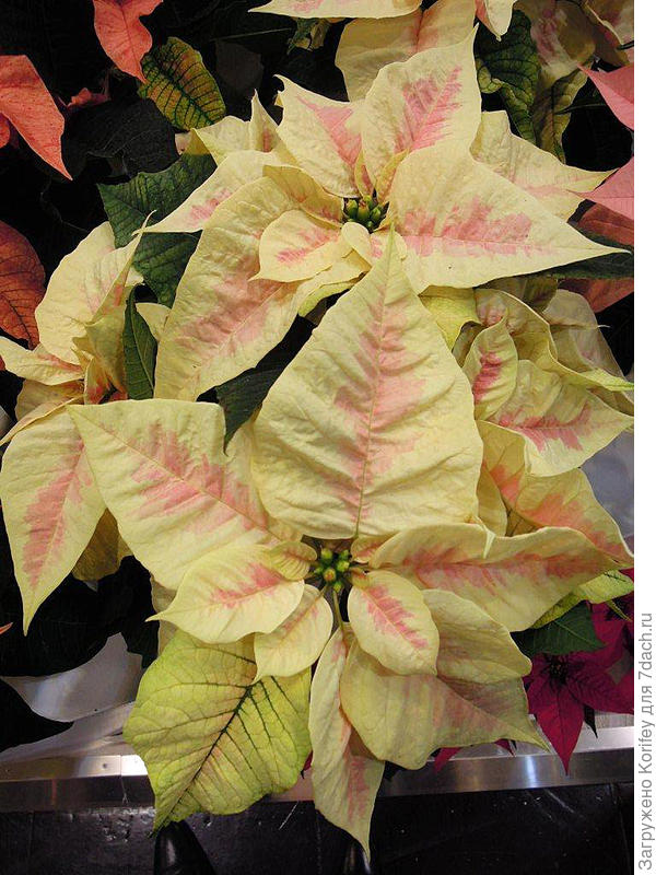 Пуансеттия молочно-бежевая с розовой серединкой