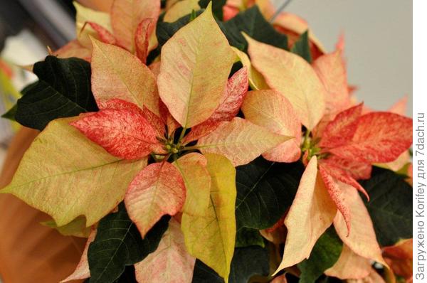 И вот такая разноцветная пуансеттия
