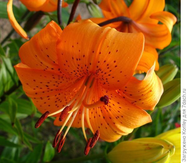 Видовая оанжевая чалмовидка davidii