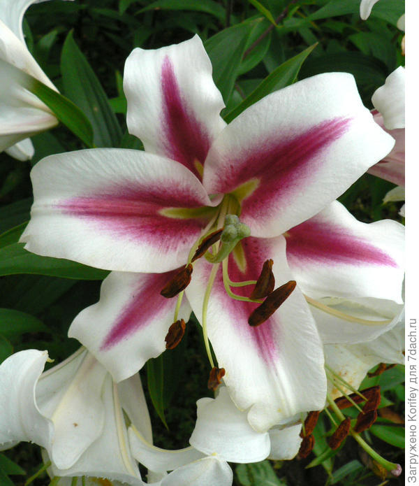 Сорт Beverly Ann