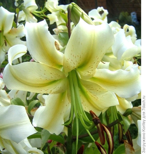 Очень известный сорт Conca d'Or