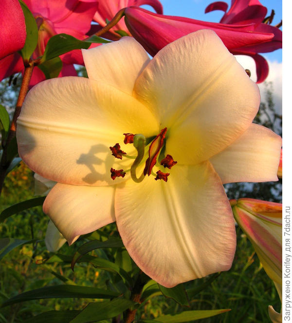 Сорт Boogie Woogie