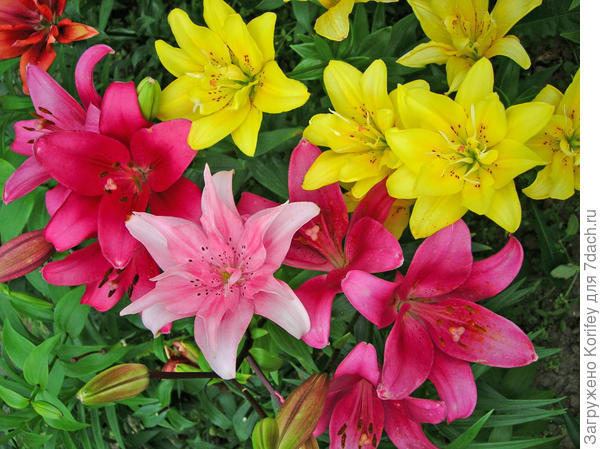 Мои любимые махровые азиатки Elodie и Fata Morgana