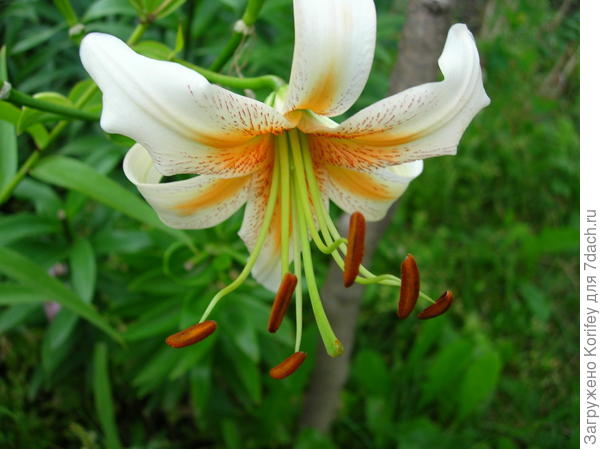 Гибридная чалмовидка Lady Alice