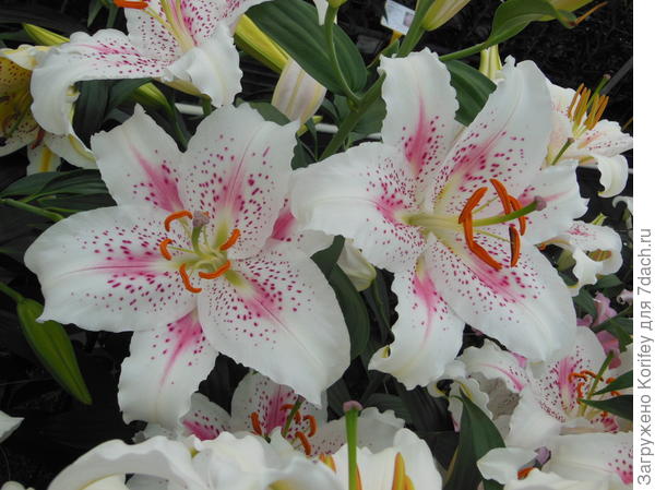 Сорт Muscadet, один из первых и хорошо известных горшечных сортов