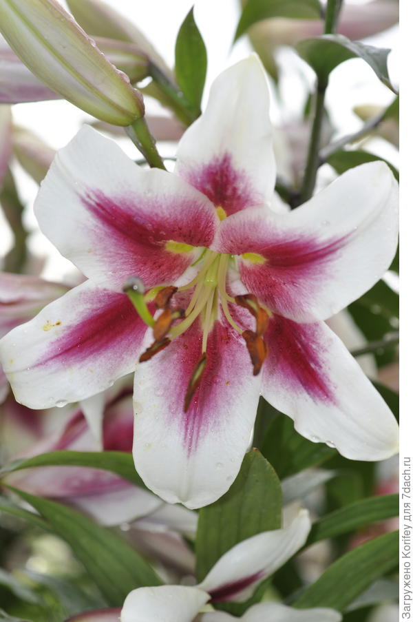 Сорт Beverly Ann