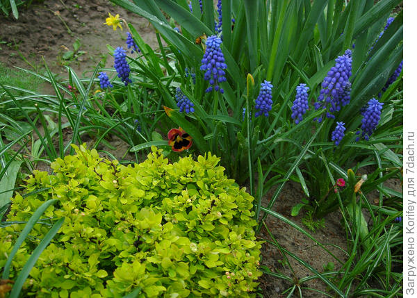 berberys thunberga kobold