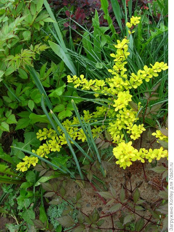 сорт не помню ...