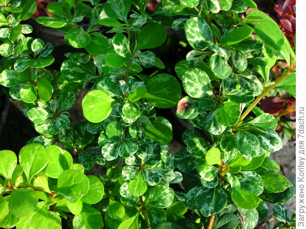 Berberis thunbergii &#39;Pow Wow&quot;