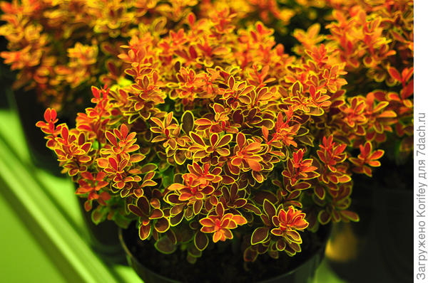 Барбарис Тунберга Admiration