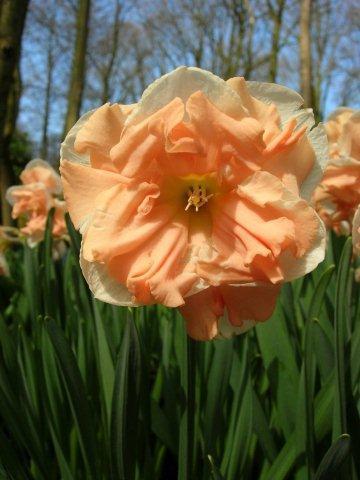 Сорт Apricot Whirl