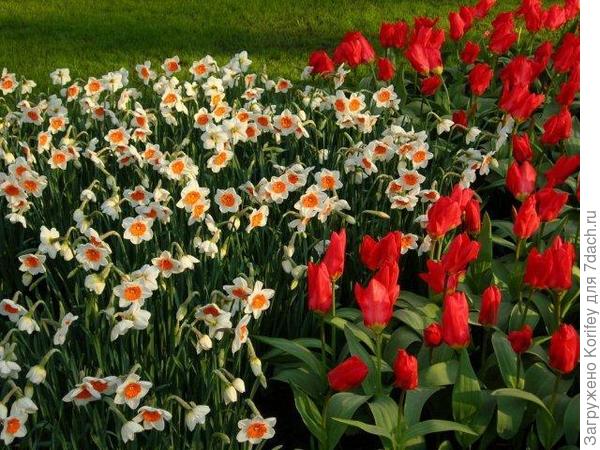 Сорт Professor Einstein на фоне красивых красных тюльпанов Фостера