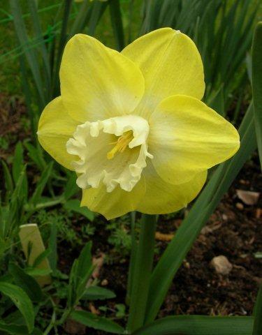 Сорт Galactic Star