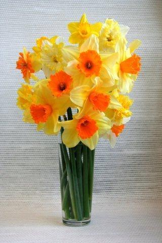 И в букетах нарциссы смотрятся очень красиво