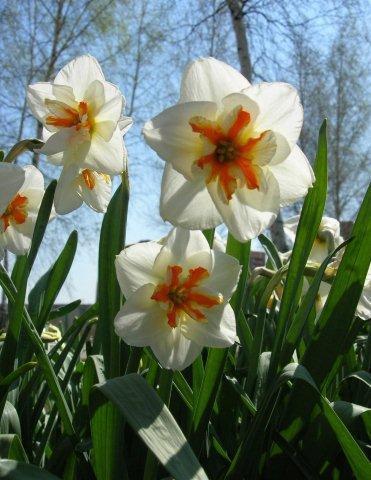 Сорт Broadway Star