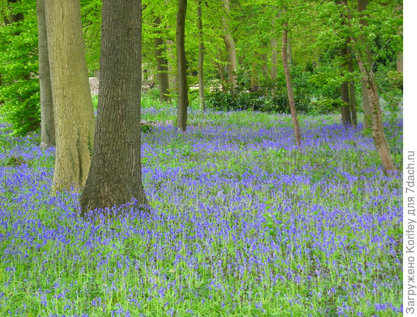 А вот так они растут в лесу