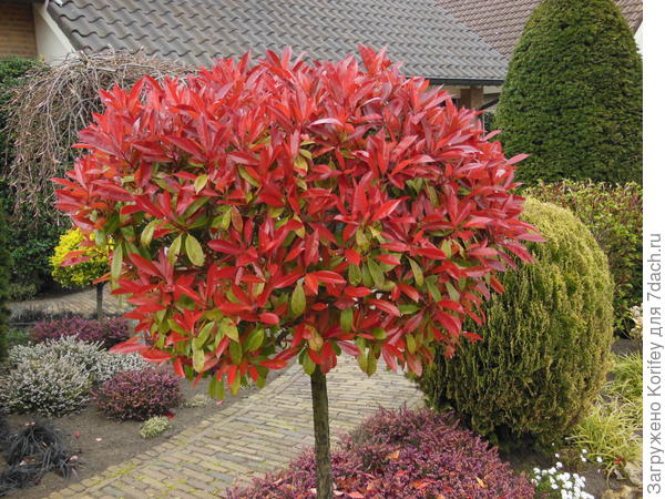 Или ярко красное пятно в центр участка