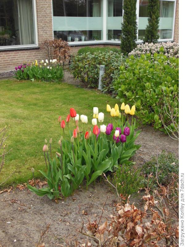 Любые весеннецветущие луковичные