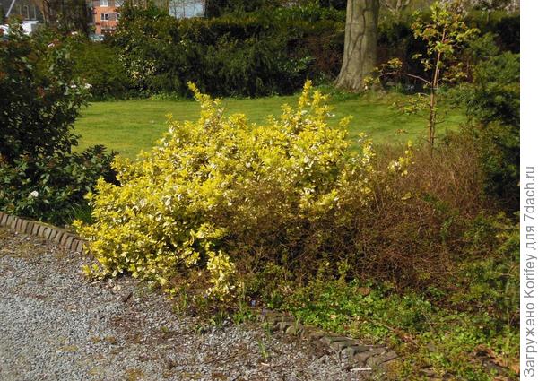 Яркий кустарник желтого цвета в центре или в углу площадки