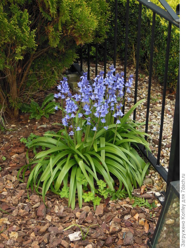 Или вот так