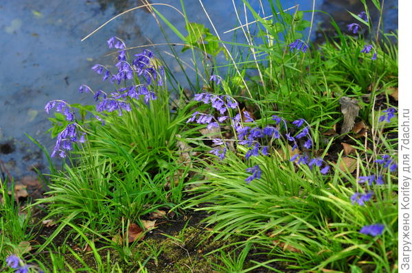 Вот они у водоема