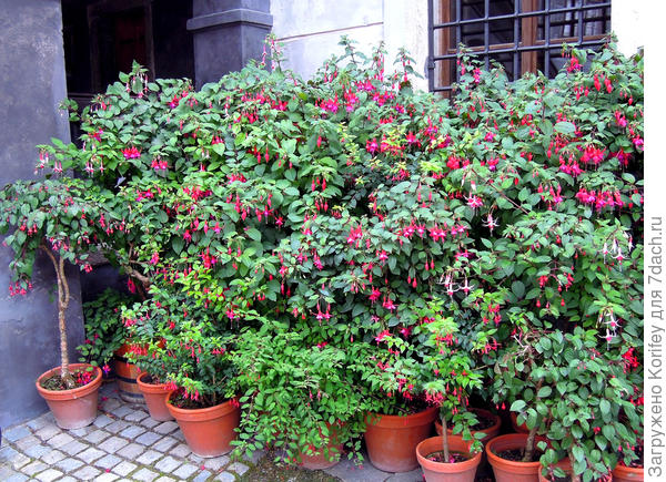 Фуксиями заставлено все окно. Я так понимаю им уже более 10 лет каждой