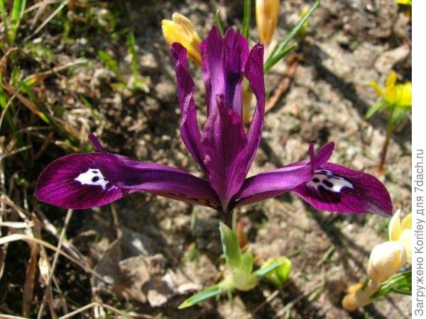 Iris histrioides George