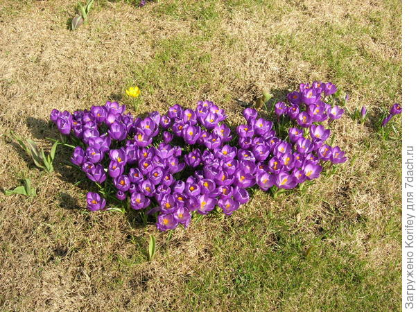 Поляна с крокусами Ремембранс