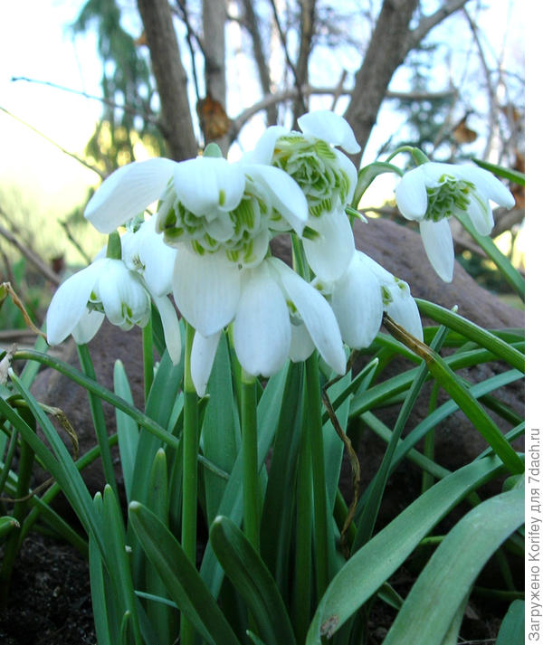 А так у них выглядит сам цветочек