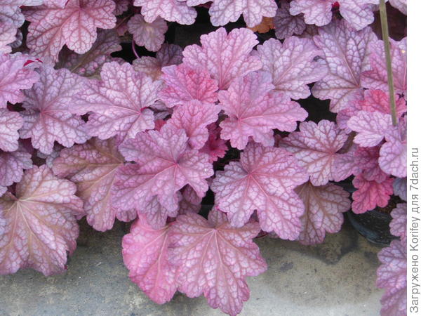 Сорт Berry Smoothie