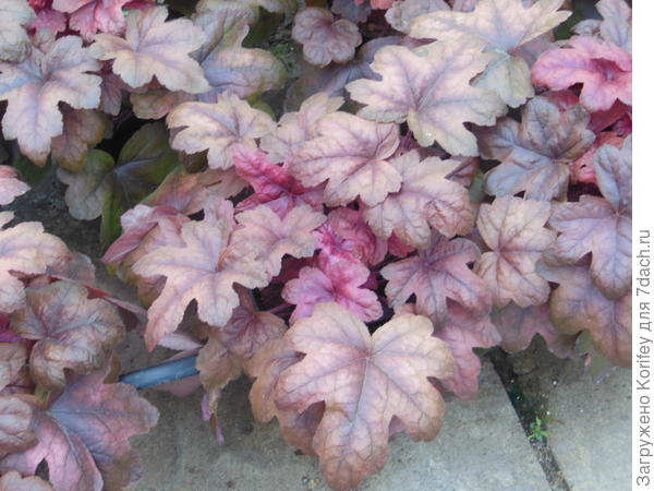 Heucherella Brass Late