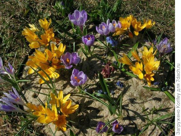 Сорта Fusconctinctus и Pickwik