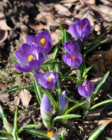Сорт Barr's Purple - Crocus tommasinianus