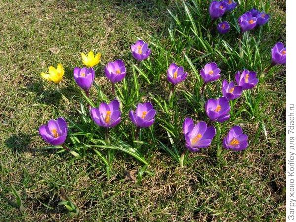 Сорт Ruby Giant (Crocus tommasinianus)