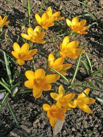 Поляна из крокусов Golden Yellow (Crocus flavus)
