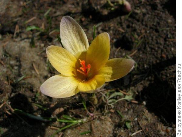 Сорт Advance - Crocus chrysantus