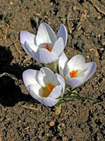 Сорт Blue Pearl - Crocus chrysantus