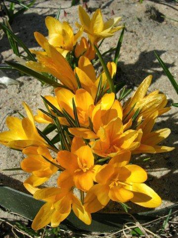 Крокус Fusconctinctus