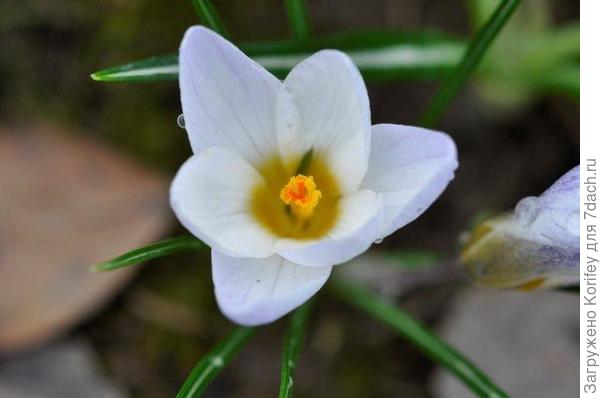 Ard Schenk (Crocus chrysantus) - ботанический. но более поздний